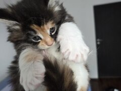 Pui de maine coon