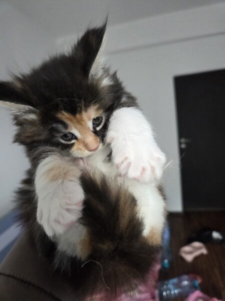 Pui de maine coon