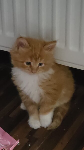 Pui de maine coon