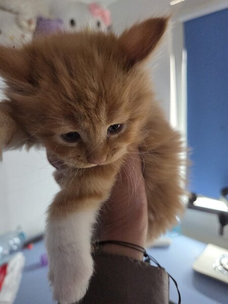 Pui de maine coon