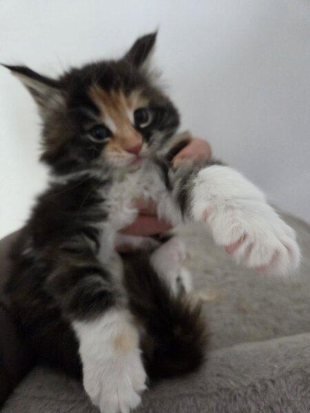 Pui de maine coon