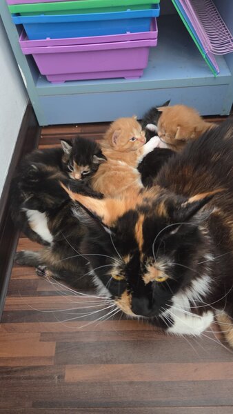 Pui de maine coon