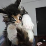 Pui de maine coon
