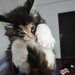 Pui de maine coon