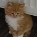 Pui de maine coon