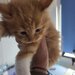 Pui de maine coon
