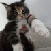Pui de maine coon